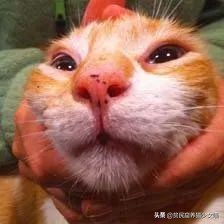 猫咪鼻子上的黑点怎么去掉,猫咪鼻子上有黑痣怎么去掉