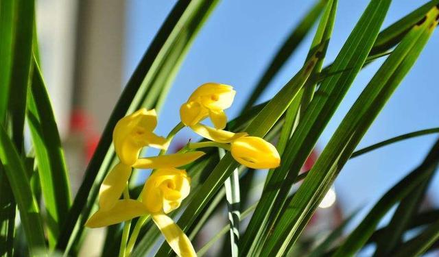 5月份可以给兰花用肥吗用什么肥,秋石斛兰花的养殖方法用什么肥