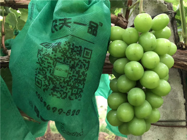 葡萄园哪种喷雾比较好,葡萄园喷雾方法