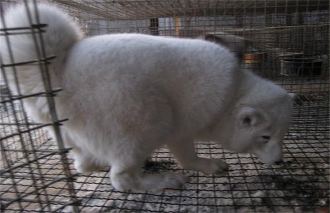 狐狸养殖幼崽出生应注意什么问题,狐狸繁殖方法视频