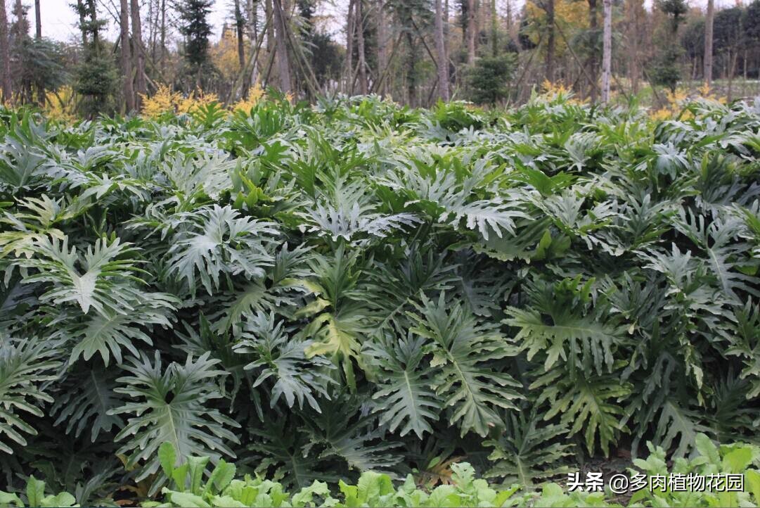 龟背竹叶子发软下垂怎么办小妙招,龟背竹叶子发软怎么补救