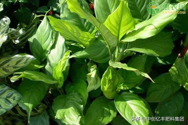 广东万年青开花后怎么养殖,万年青为什么种了15天会发黄