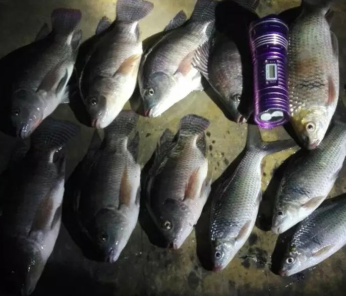 小罗非闹窝钓法,野钓小罗非用什么钩最好