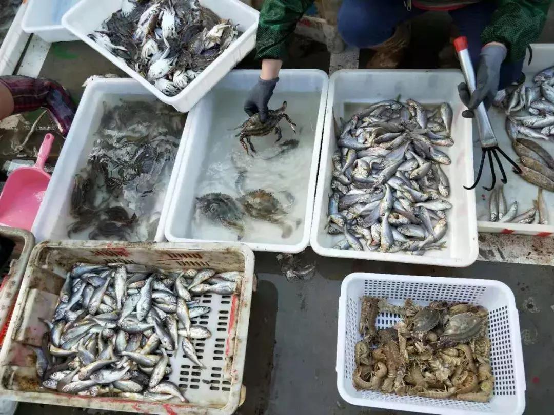 威海海鲜开海期,威海开海海鲜便宜还是贵