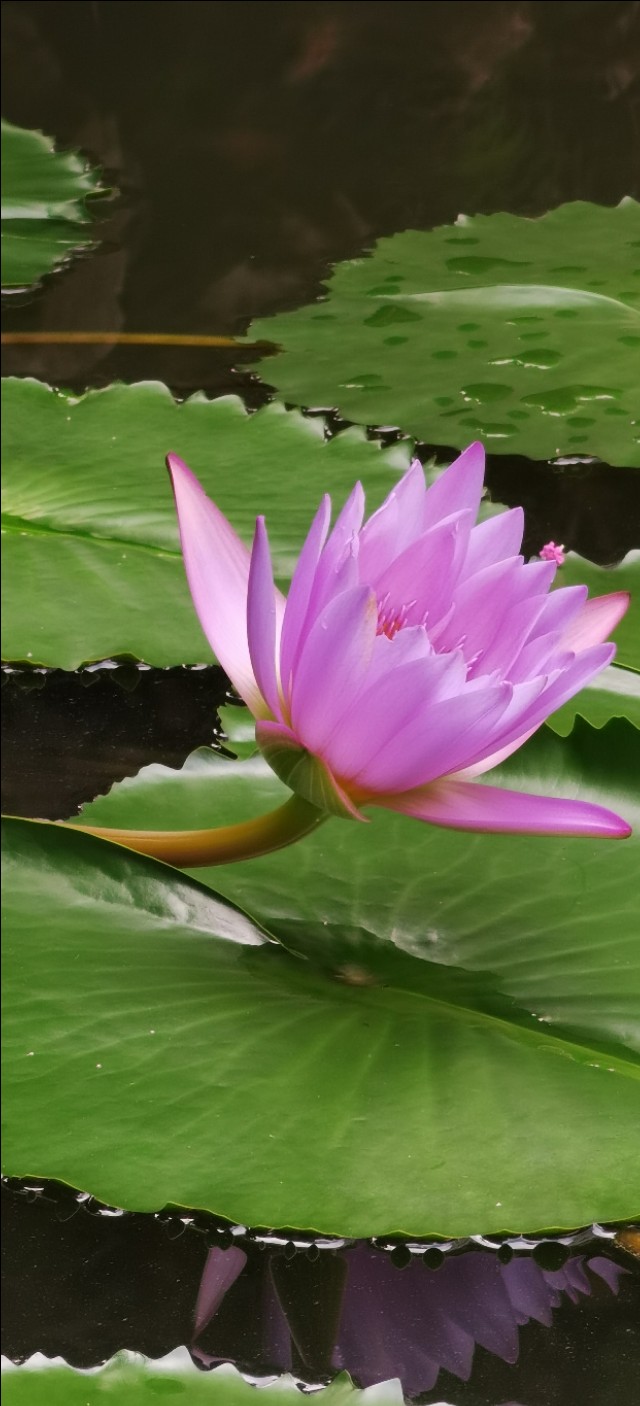 新高一家长需要了解什么,高一父母应该怎么做