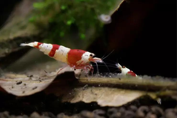 养草缸需要爆藻嘛,养草缸容易爆缸