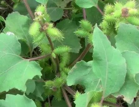 农村随处可见的几种野生中草药,教你认识那些路边的野生中草药