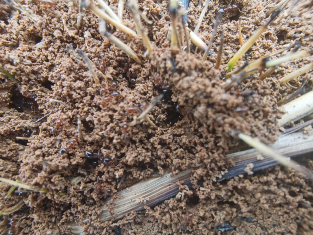 园林常见植物虫害识别,园林植物常见害虫分哪四类