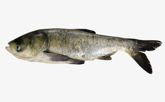 鳙鱼怎样吃食,鳙鱼的生活规律和习性