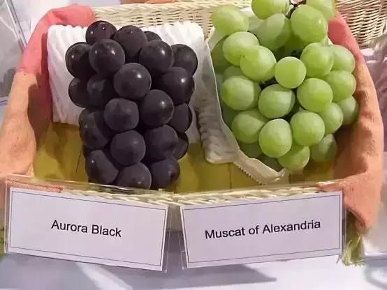 2019葡萄产业发展,葡萄农业发展模式