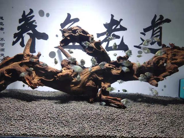 观赏鱼容易惊吓,如何降低观赏鱼应激