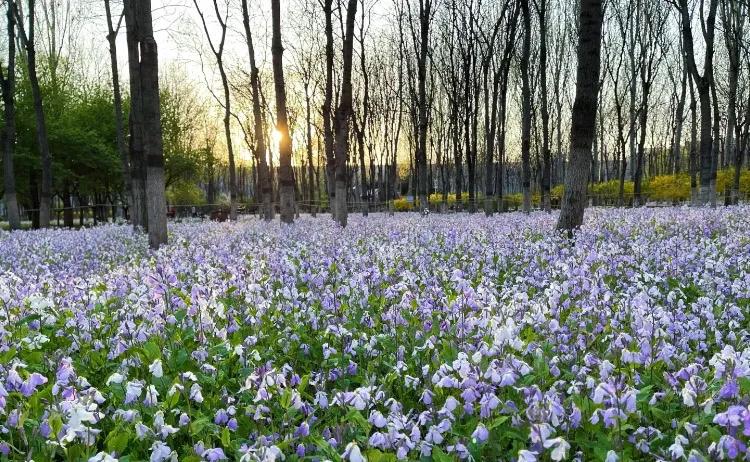 北京西边二月兰观赏地,和平之花莫愁湖公园二月兰盛放