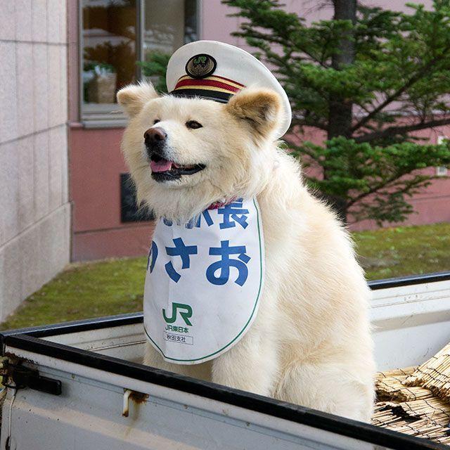 日本网红狗狗去世,日本狗死了