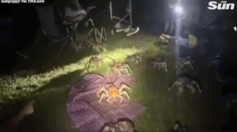 澳洲一家人外出烧烤遭椰子蟹*攻围**,网友:要在中国逃跑的就是蟹了