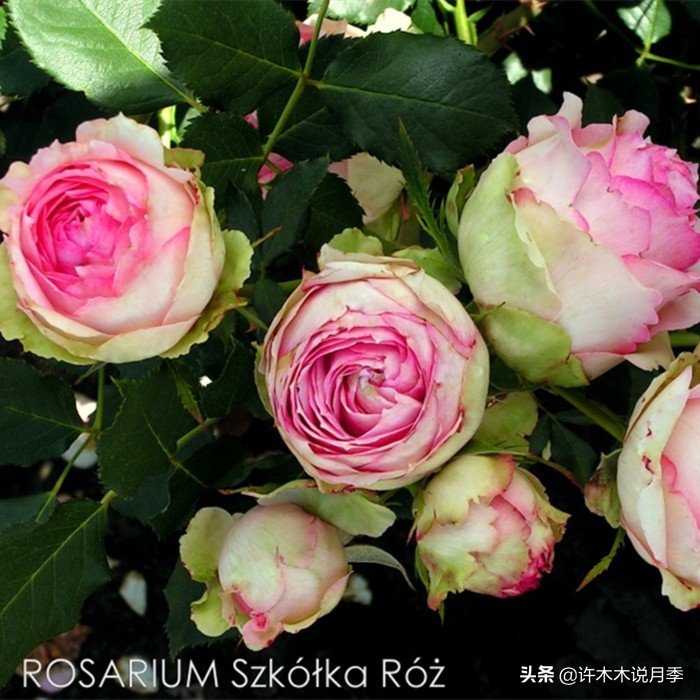 月季叶子枯萎怎么修剪,月季灰霉