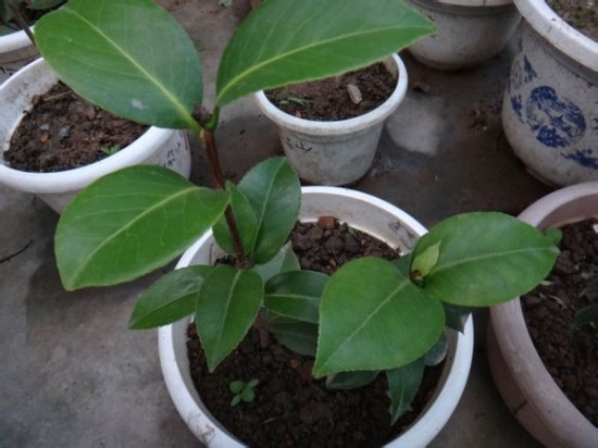 茶花掉叶子是怎么了,茶花掉绿叶子