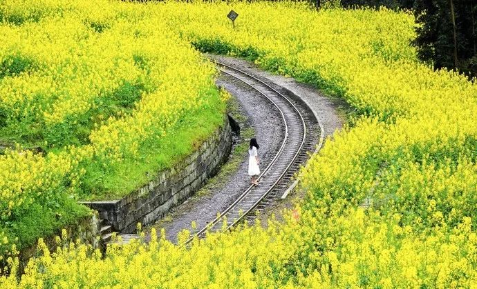 太美了开往春天的列车,这些开往春天的列车简直美呆了