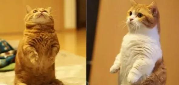 短腿兄妹,全网最火短腿猫