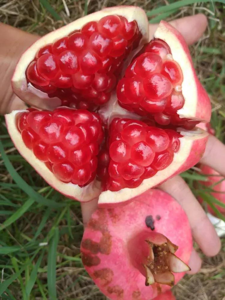 云南建水酸石榴皮薄多汁,建水县老树酸甜石榴