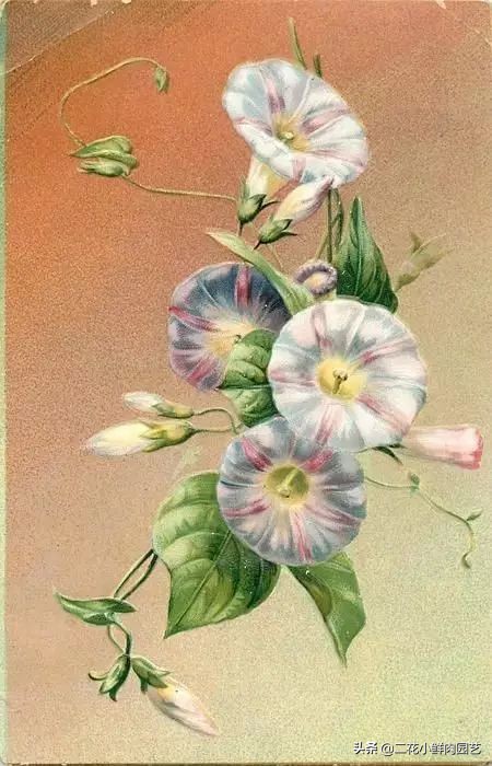 100种花卉绘画,100多张花卉线描手稿素材赶快收藏