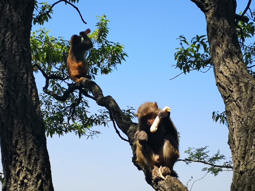 孙悟空的旅游胜地在什么地方,孙悟空的老家花果山水帘洞