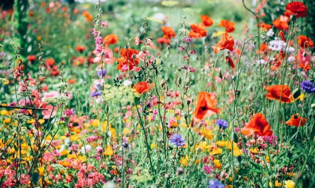 十二星座星盘小白入门课,十二星座星盘分析最准确