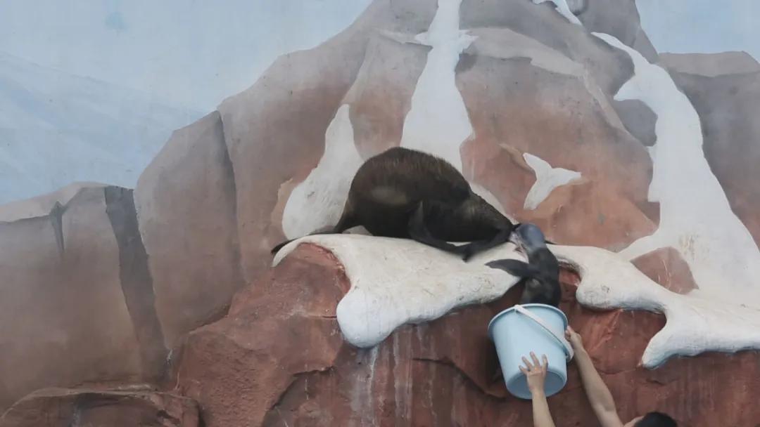 紧张又温暖！陡坡上，海狗妈妈突然分娩，保育员高举塑料桶空中接生！