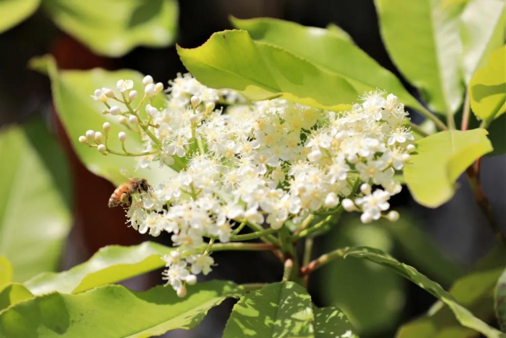 论石楠花的“正经”往事：蜀人称其为“让树”，李白曾赠诗女道士