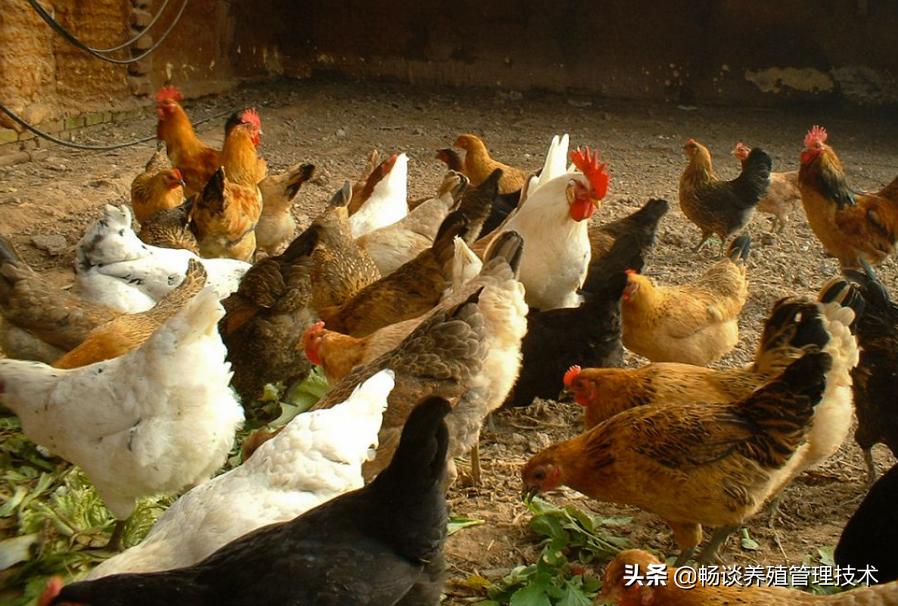 鸡群“挑食”或“不吃食”是怎么回事，因素有三点