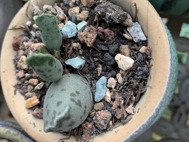 养了8年的多肉海豹,曾经的小海豹