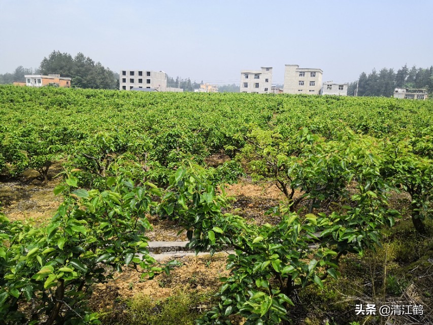 梨子果锈什么原因,梨子果锈怎么去除