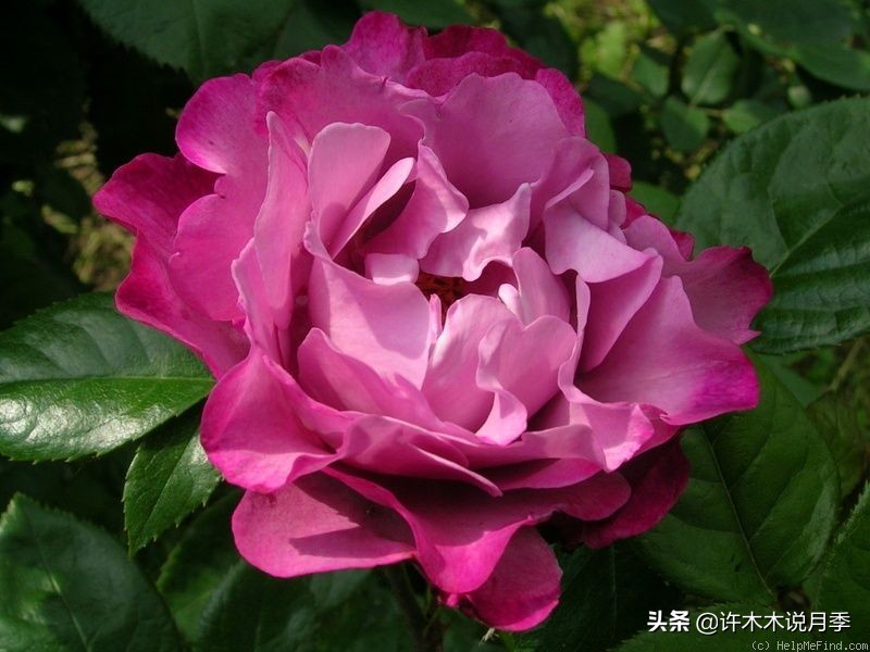 月季常见4种病,月季黑杆病怎么处理