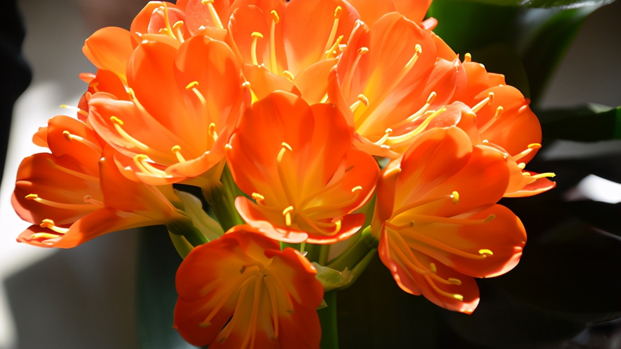 春季翻盆换土的花,哪些花适合在秋季换盆