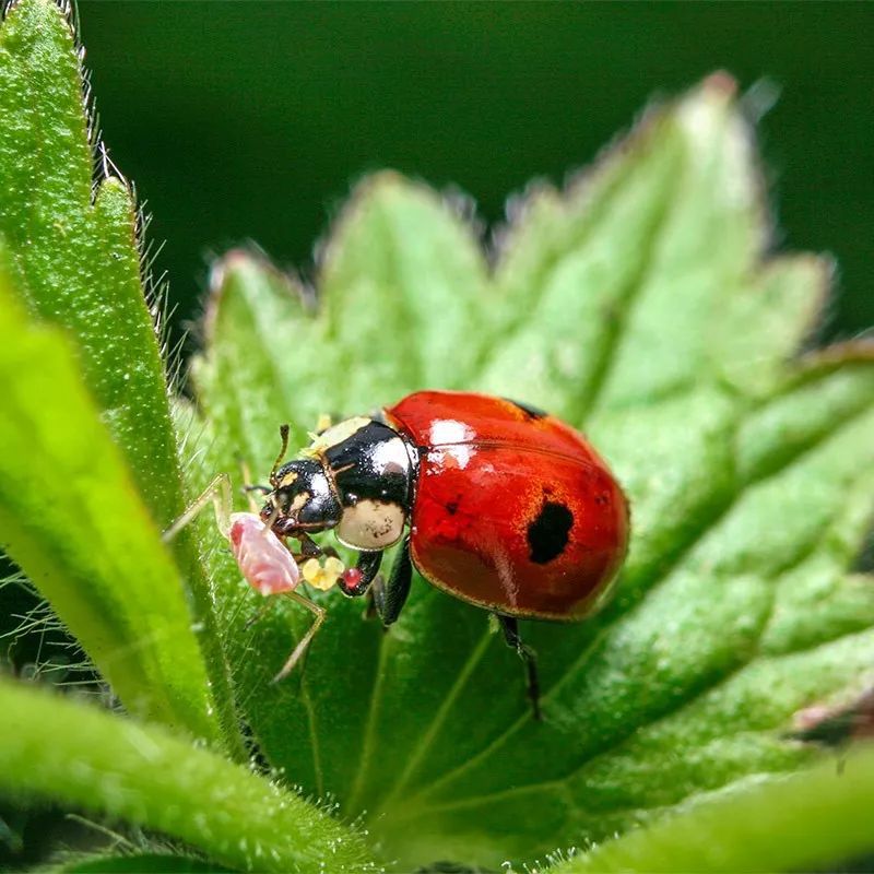 瓢虫怎么分辨害虫和益虫,瓢虫会吃植物吗
