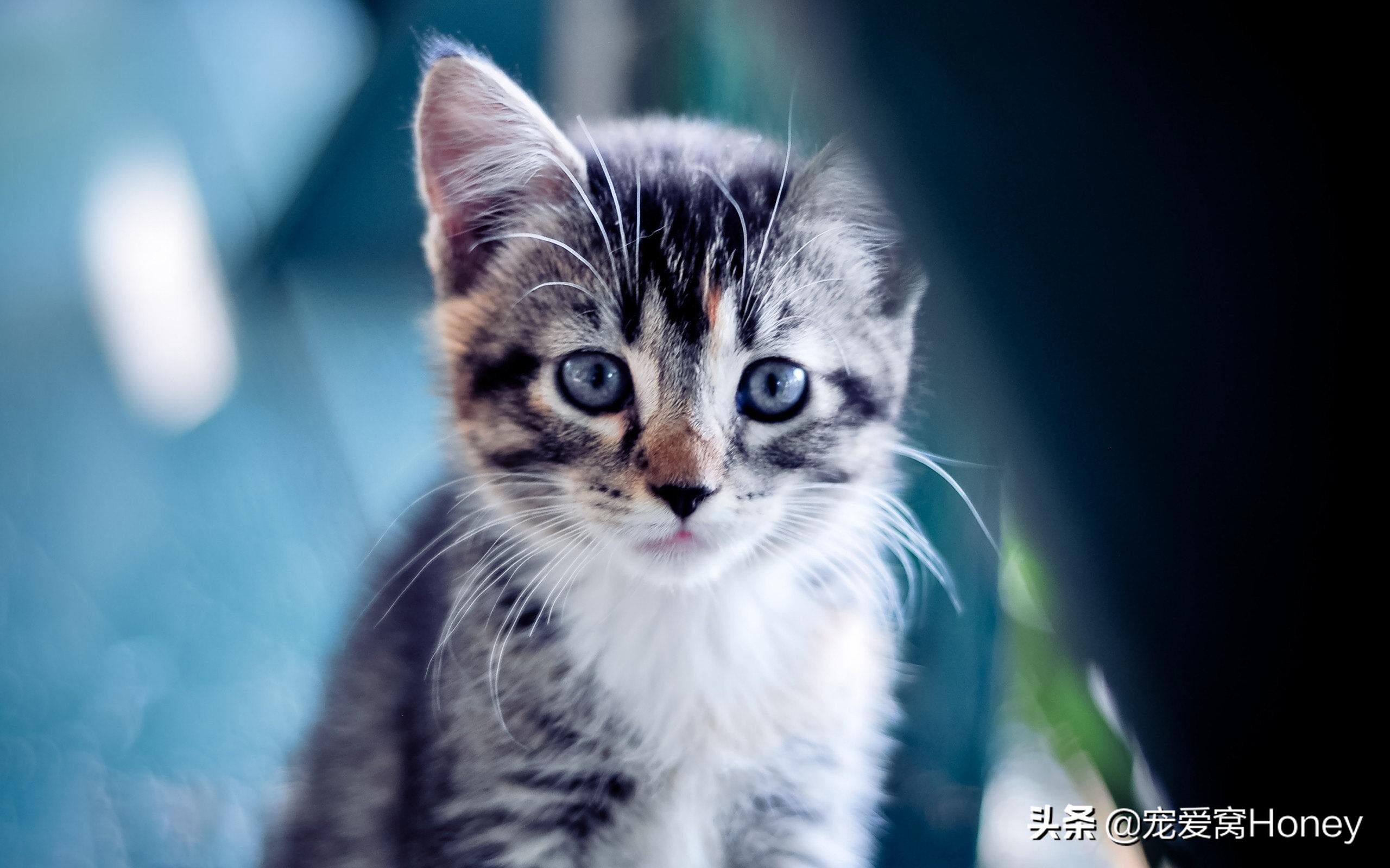 猫咪总是撒娇一样的叫声是啥意思,猫咪各种声音代表什么