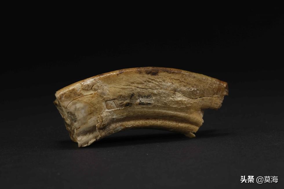 中国唯一的佛顶骨舍利,中国唯一一个佛