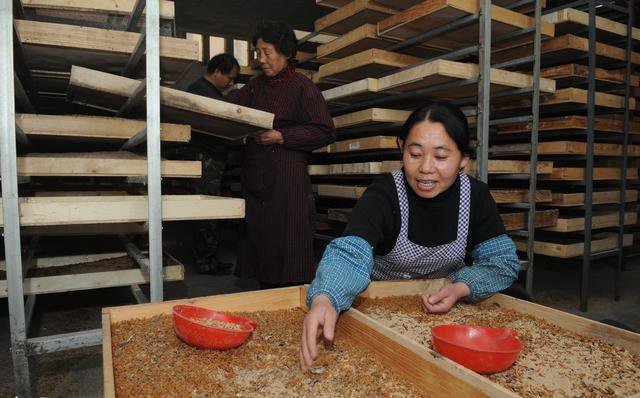 黄粉虫是环节动物吗,黄粉虫有什么生长习性