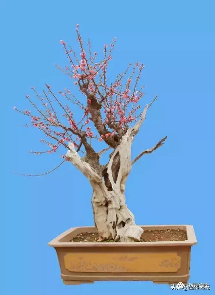 赏梅花十首最好的诗,最经典的梅花十绝