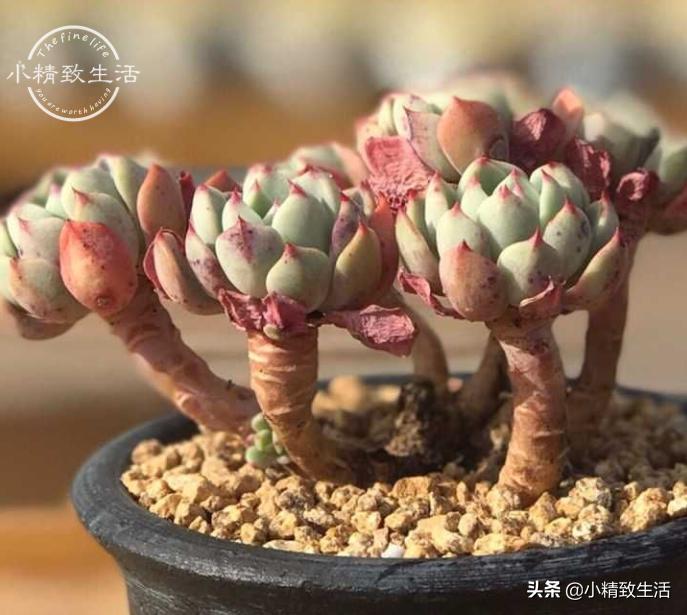 养多肉都走过哪些弯路,新手养多肉避坑指南