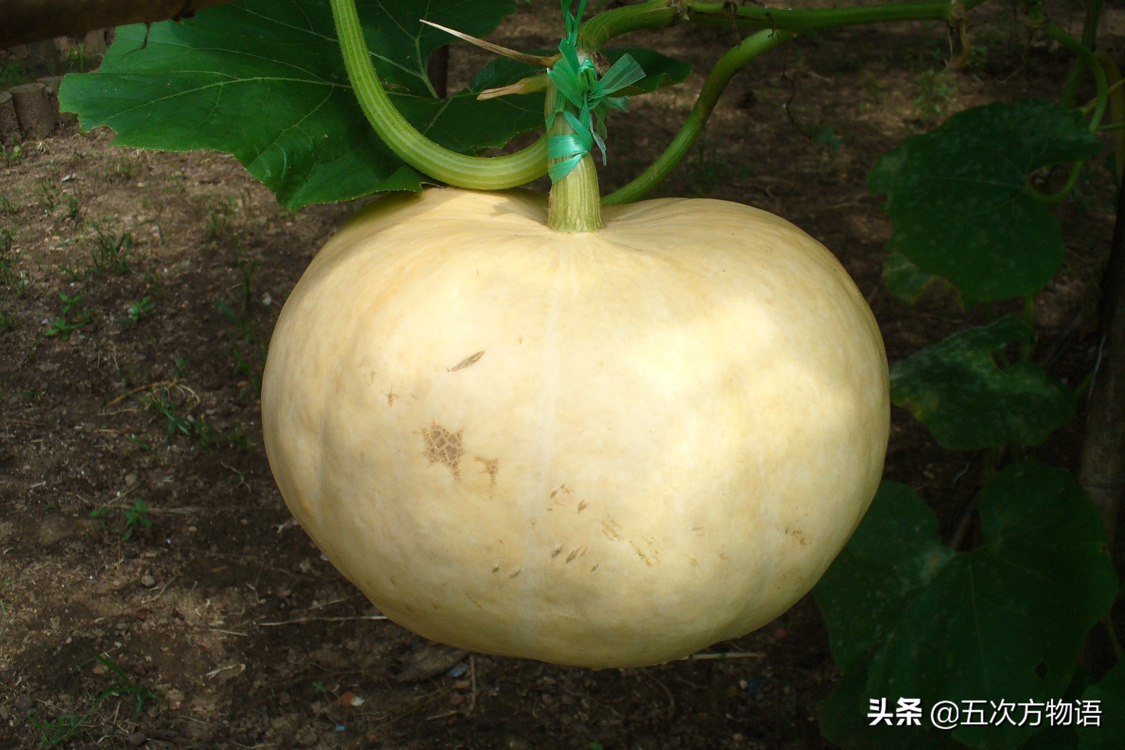 葫芦科蔬菜特点图,葫芦类蔬菜有哪些