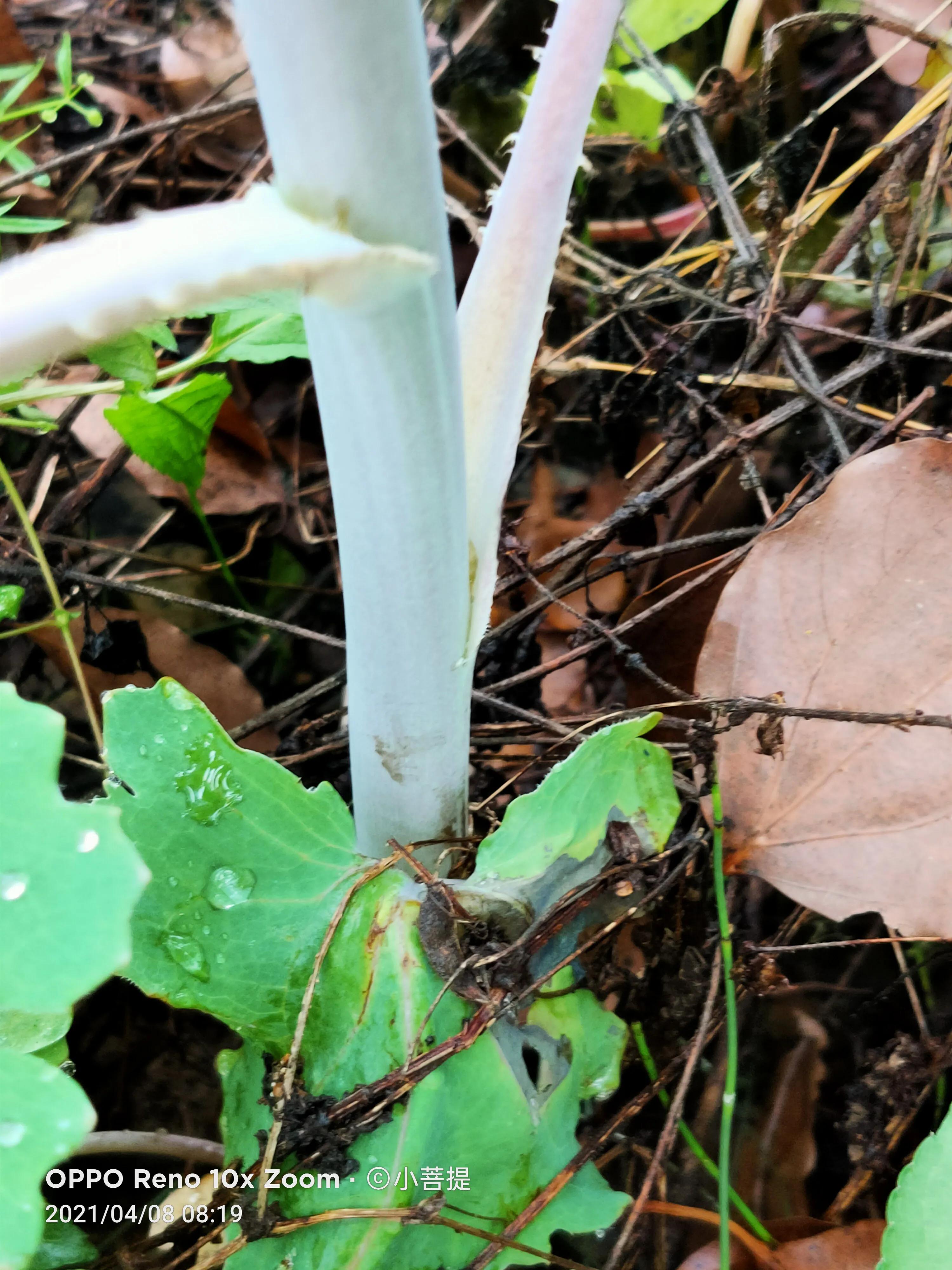 这种在草本里显得特别高大美丽的植物是罂栗的亲戚