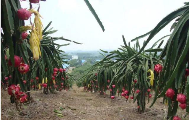 火龙果用什么肥料才能高产,火龙果树怎么种植才能高产