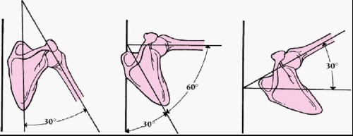 为什么很多健身动作都要收紧肩胛骨?掌握其中原理,健身才会高效