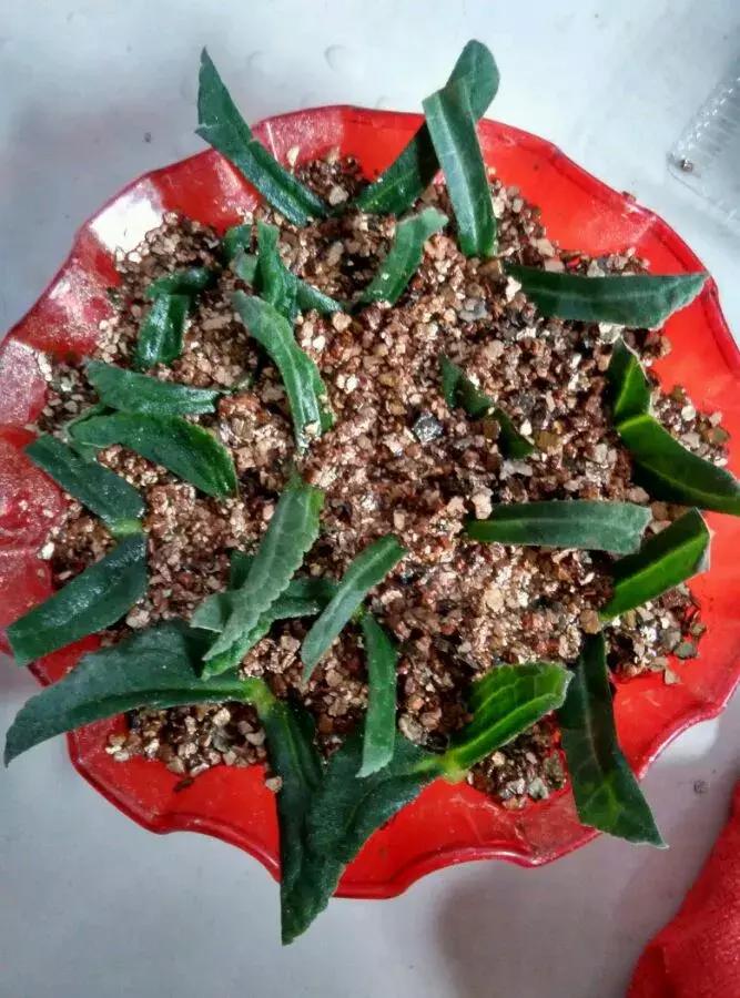 这6种花给点水就爆盆懒人必备,插枝最好养的四种花