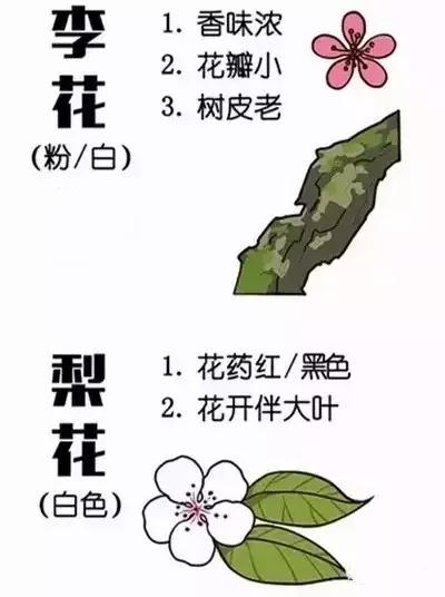 最美的花送给大家共赏,最美的花送给大家观赏