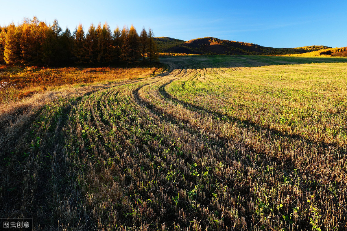 种植玉米起垄好还是平播好,玉米播浅了干旱怎么办