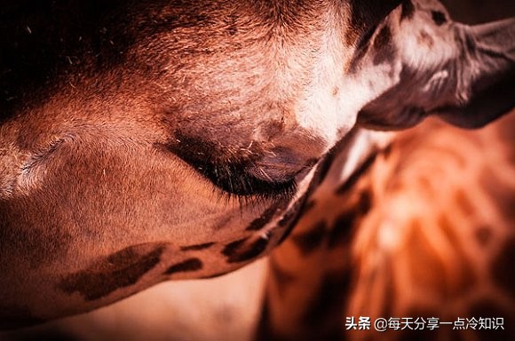 长颈鹿动物冷知识,长颈鹿有趣冷知识