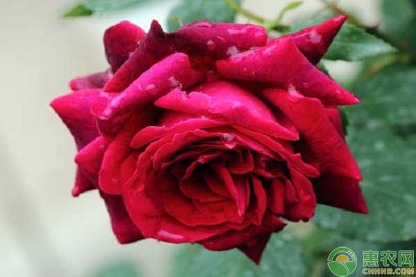 玫瑰花一般怎么种,如何用玫瑰花的枝条繁殖玫瑰花