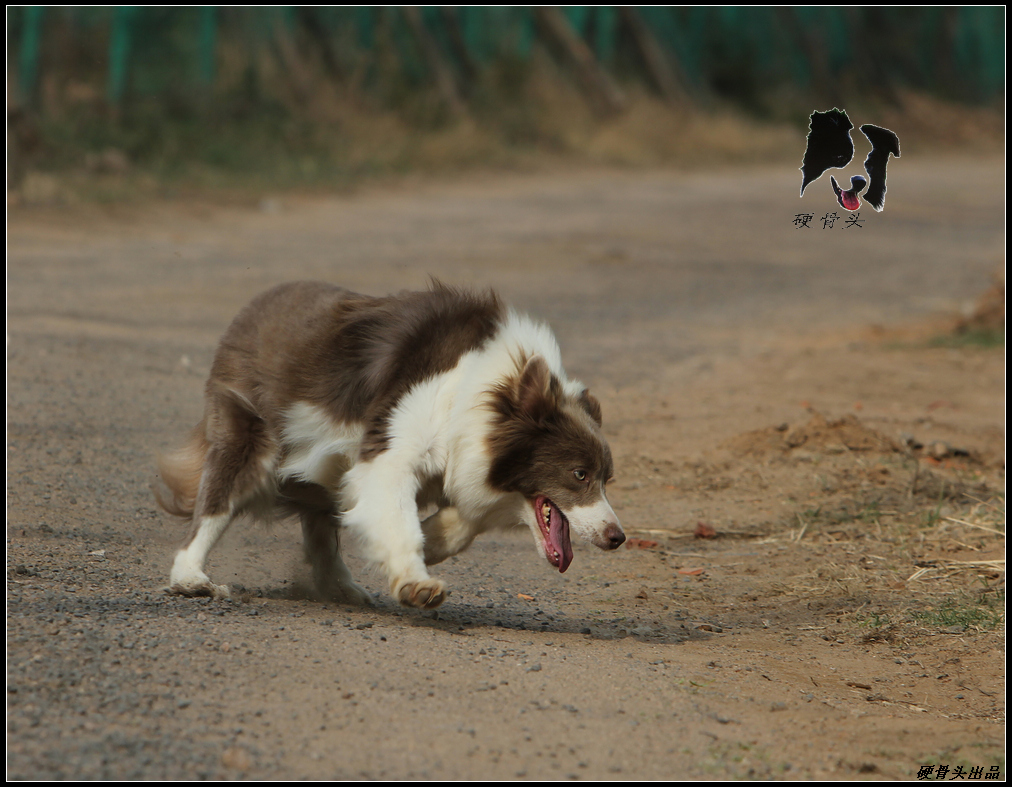 西安边境牧羊犬领养,领养边境牧羊犬幼崽