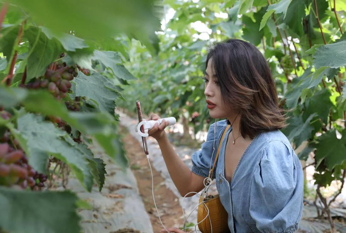 消费扶贫带动农民增收致富文旅融合助推乡村振兴西安高新区2020年休闲农业认领采摘文化旅游体验月活动启动